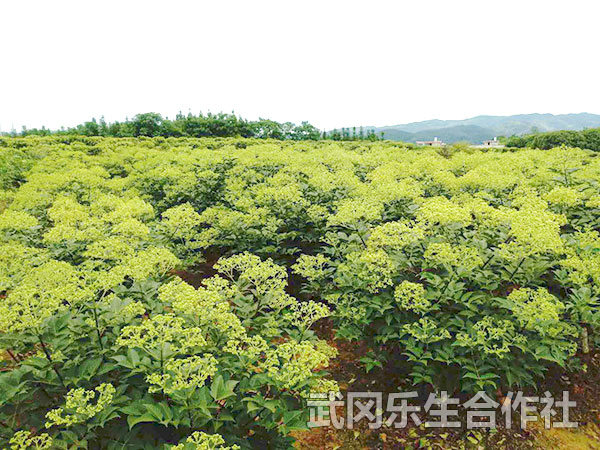 吴茱萸