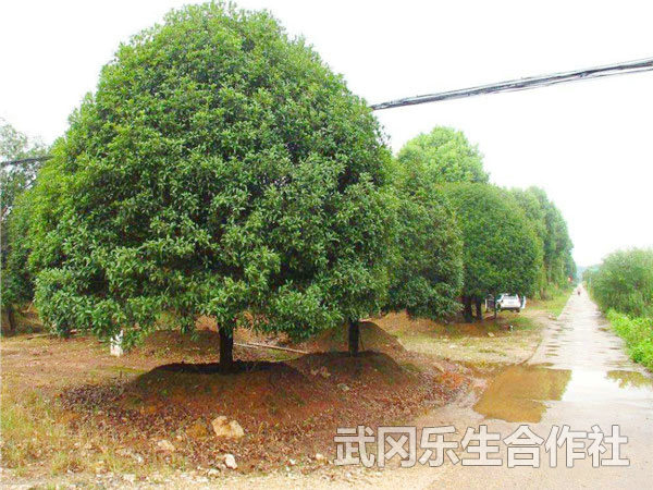 桂花树