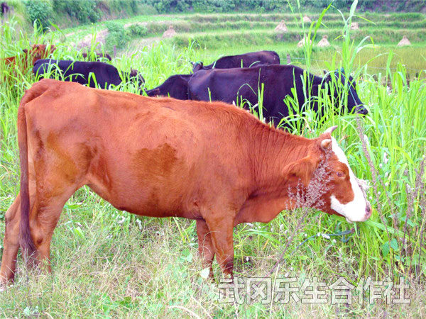 肉牛