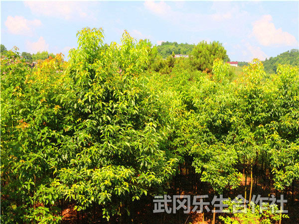 樟树苗