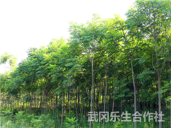 栾树