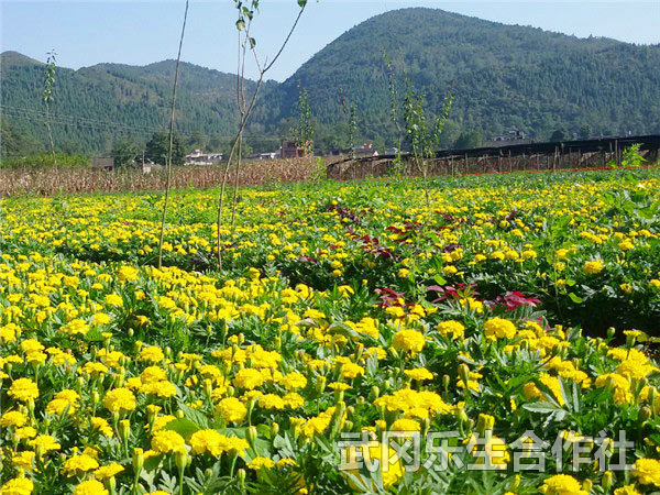 绿化花卉