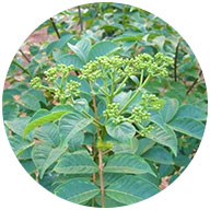 吴茱萸